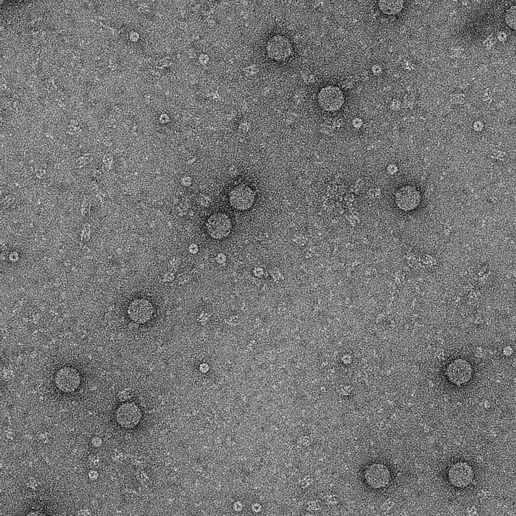 Negative stain of human rhinovirus C15a reveals its icosahedral, non-enveloped picornavirus morphology. 