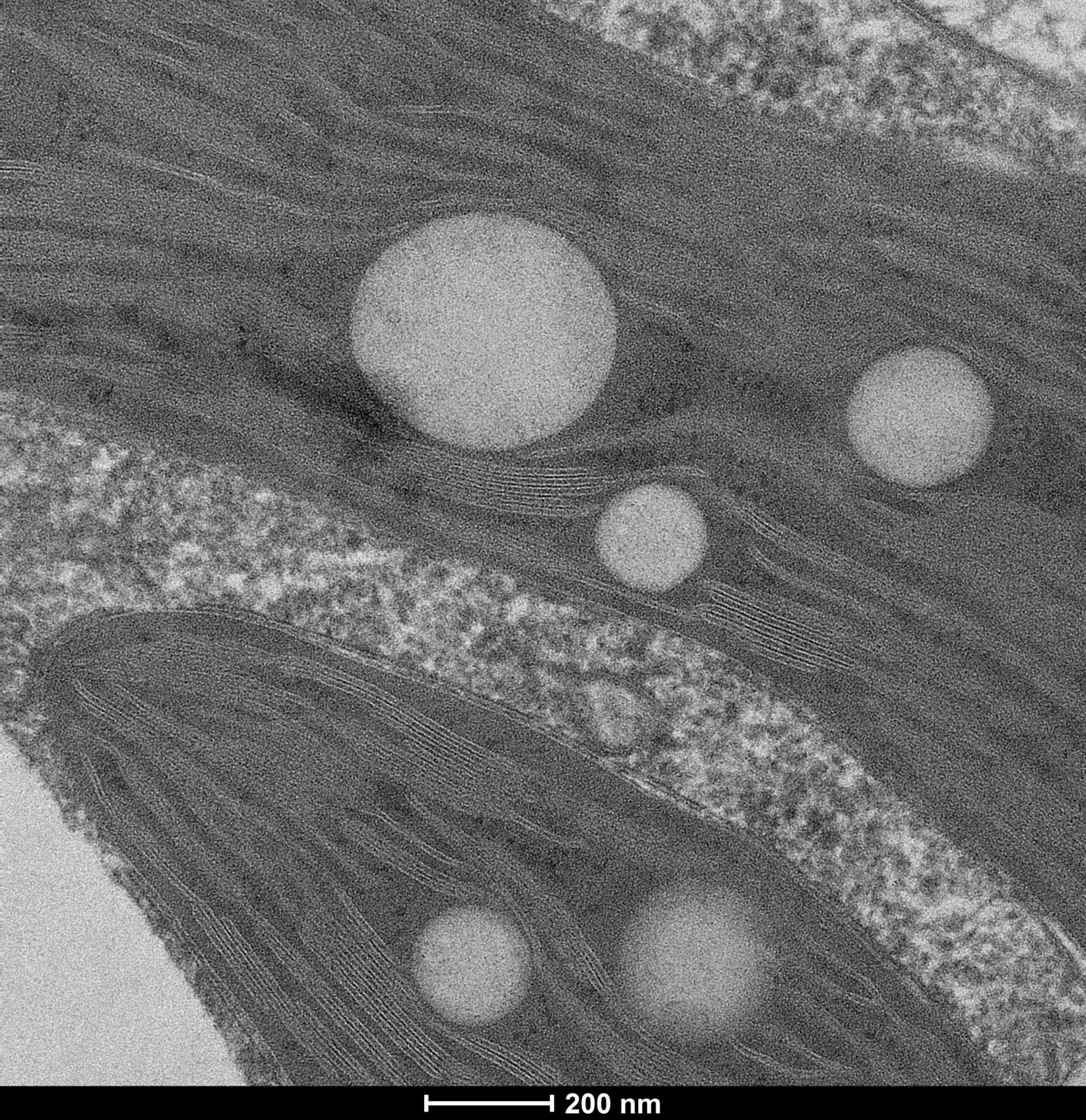 The image shows a cross section through a chloroplast of a eucalyptus leaf. The thylokoid membranes are clearly visible.