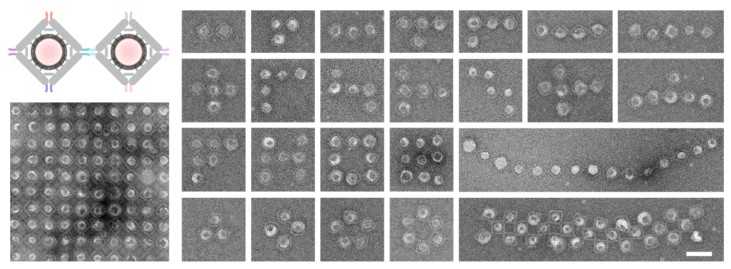 Negative-stain images showing different liposome arrays generated using DNA origami scaffolds. 
