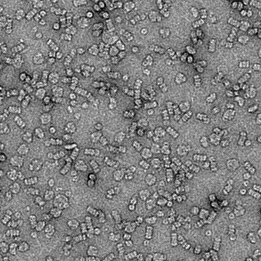 Negative stained light harvesting phycobilisome complexes found in certain cyanobacteria when acclimated to specific light conditions.